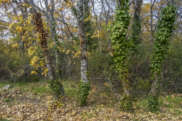 Sada Stromů Břečťanem Kolem Kmene — Stock fotografie