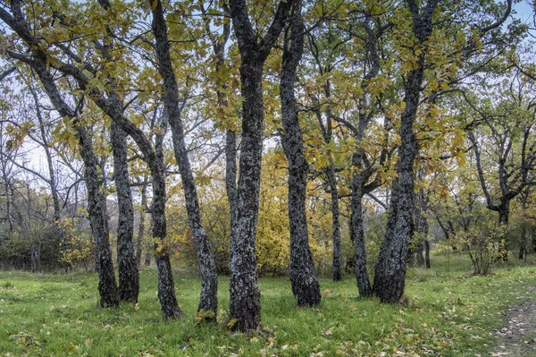 Seperangkat Oak Hutan Herreria San Lorenzo Del Escorial Porovincia Madrid — Stok Foto