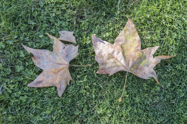 Two Dry Leaves Fallen Green Meadow Park Madrid Spain — ストック写真