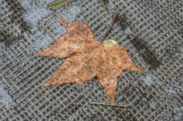 コンクリートの床の上に落ちた湿ったヤシの葉 — ストック写真