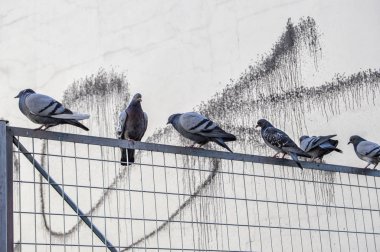 Metalik bir ızgarada bir grup güvercin.