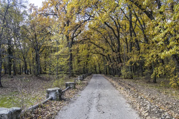 Route Asphaltée Avec Arbres Feuilles Nues Automne Dans Forêt Herreria — Photo