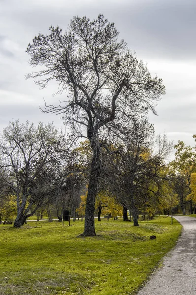 Eenzame Boom Naast Een Pad Het Bos Van Herreria Bij — Stockfoto