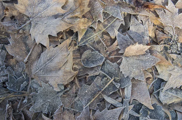 Background Dried Leaves Different Species Covered Hoarfrost — 스톡 사진