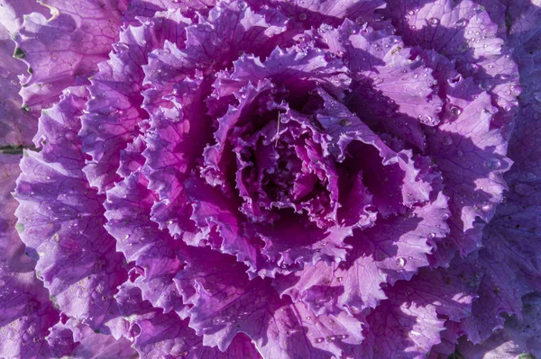 Крупним Планом Фіолетова Капуста Квітка Декоративному Саду — стокове фото