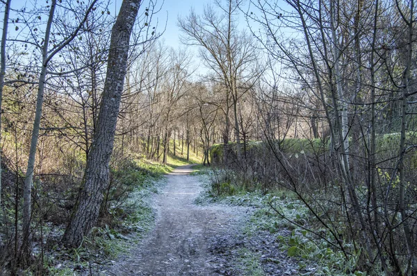 Winterlandschap Met Een Weg Met Bomen Bedekt Met Vorst Madrid — Stockfoto