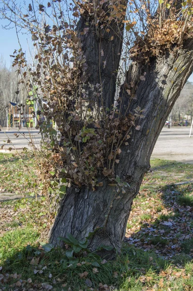 Tronc Arbre Avec Des Feuilles Sèches Poussant Sur Tronc — Photo