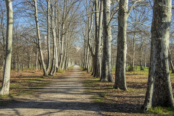 Pad Met Bomen Winter Het Casa Campo Madrid Spanje — Stockfoto