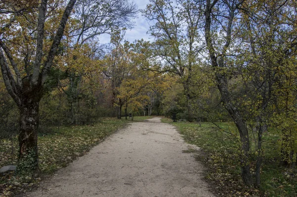 Jalan Setapak Dengan Pohon Berdaun Telanjang Musim Gugur Hutan Herreria — Stok Foto