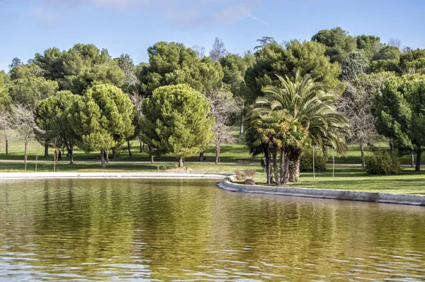 Pequeño Lago Parque Rodeado Árboles Una Palmera Madrid España —  Fotos de Stock