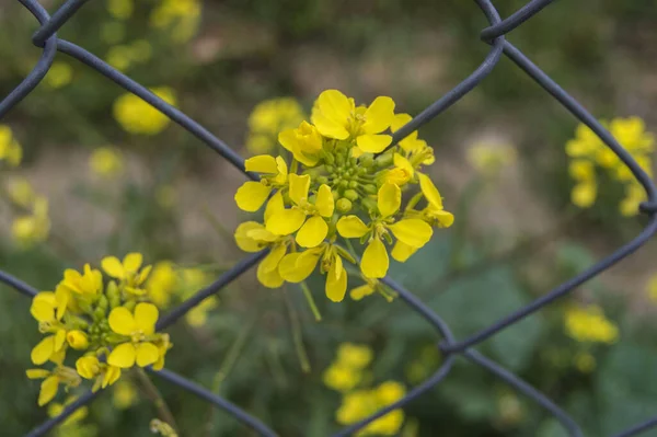 mustard flower sticking out of a metal fence