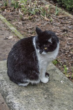 Madrid 'de bir bahçede vahşi bir kedi. İspanya