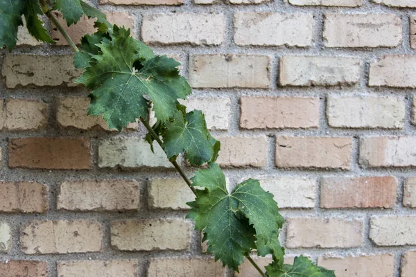 Fond Lierre Blanc Sur Mur Briques — Photo