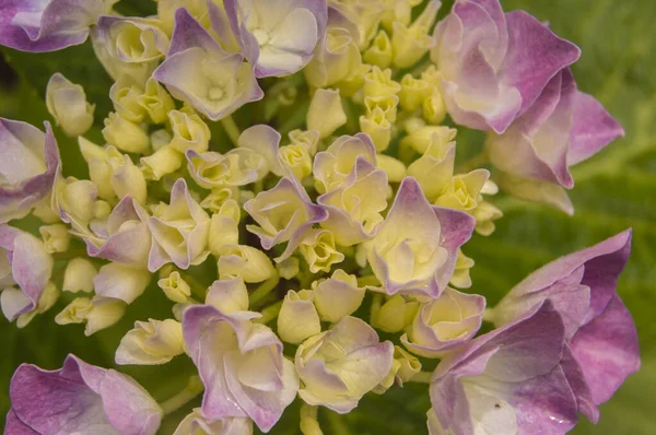 Fond Avec Des Fleurs Hortensia Jaune Avec Des Gouttes Eau — Photo