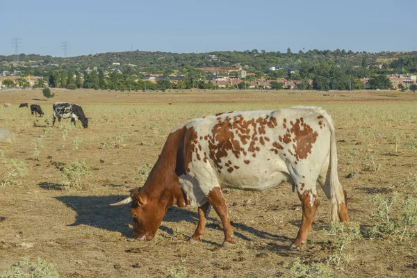 Vacca Pascolo Pascolo Collado Villalba Provincia Madrid Spagna — Foto Stock