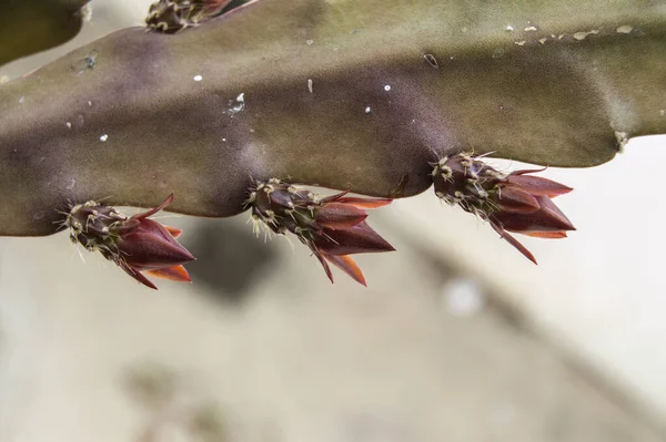 Three Red Sprouts Leaf Orchid Cactus — Stock Photo, Image