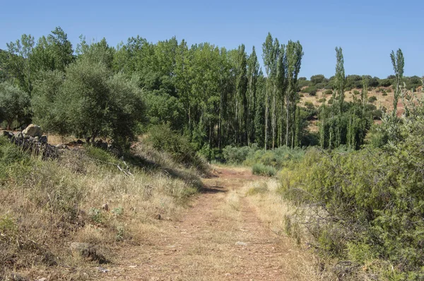 Camino Rural Árboles Fondo Lugar Albacete —  Fotos de Stock