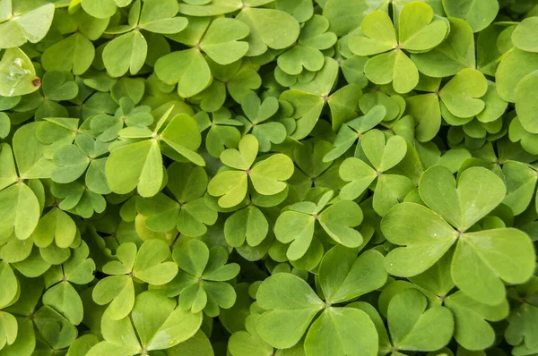 Çiçek saksısında yonca yaprakları olan arka plan