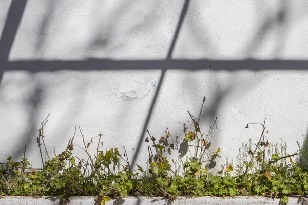 Mur Blanc Ensoleillé Extérieur Avec Des Plantes — Photo