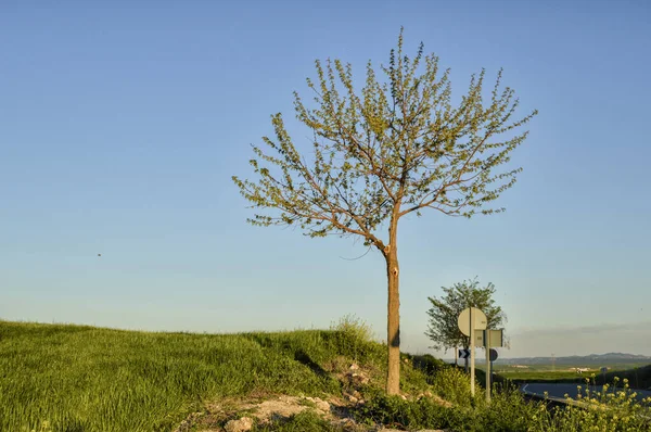 Campo Com Uma Pequena Árvore Solitária Lugar Sapin — Fotografia de Stock