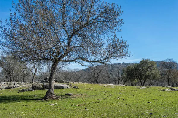 Árbol Solitario Campo Con Prado Verde Otoño — Foto de Stock