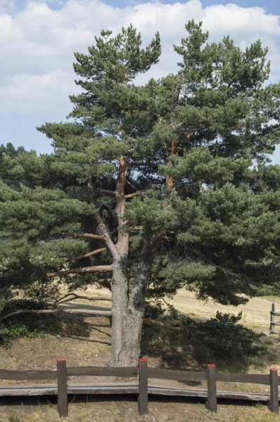 Trästaket Med Tallar Nationalparken Guadarrama Madrid Spanien — Stockfoto