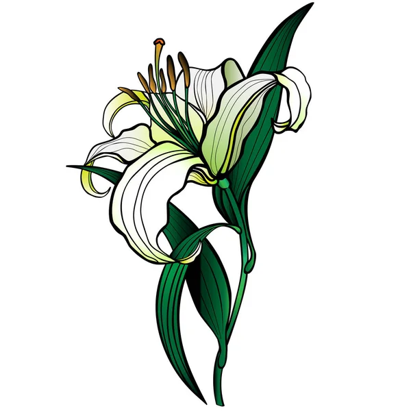 Fleur Lis Blanc — Image vectorielle