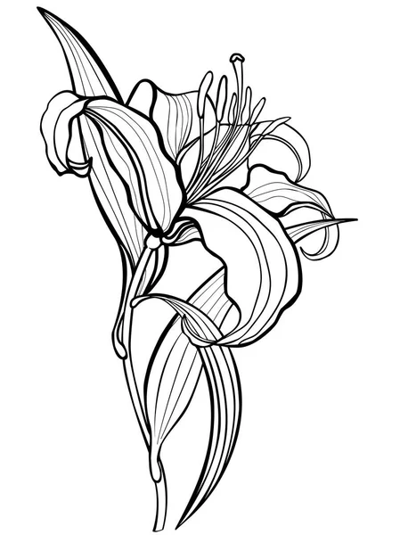 Лили Цветок Рисунок Линии Окраски — стоковый вектор