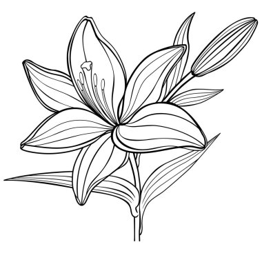 lily çiçek ile bir bud. siyah ve beyaz. Doğrusal çizim. Yetişkin yaş ve üstü çocuklar için boyama kitabı