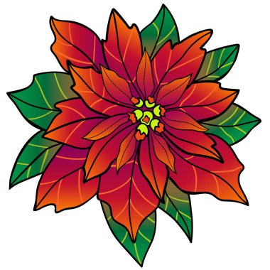 Atatürk çiçeği. Noel çiçek