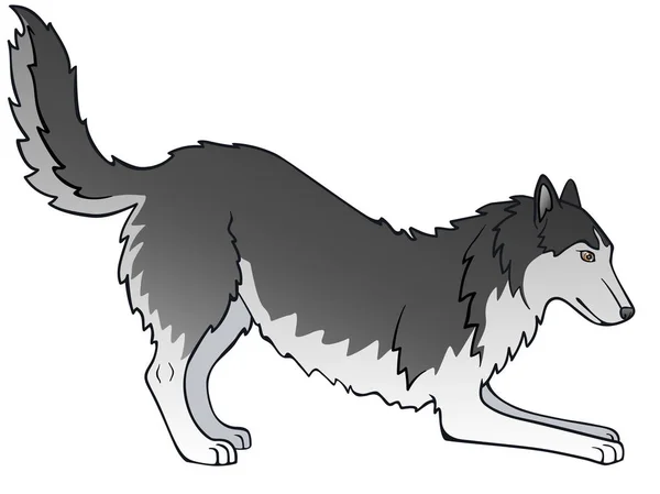Собака Сірий Сибірський Хаски Грайливий Собака Його Хвіст Виляє — стоковий вектор