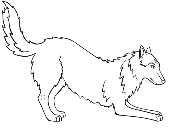 Husky Siberiano Alaska Malamute Perro Está Jugando Dibujo Para Colorear — Archivo Imágenes Vectoriales