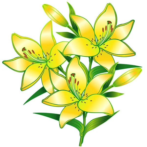 Lilies Branch Lilies Buds Yellow Flowers — Stock Vector