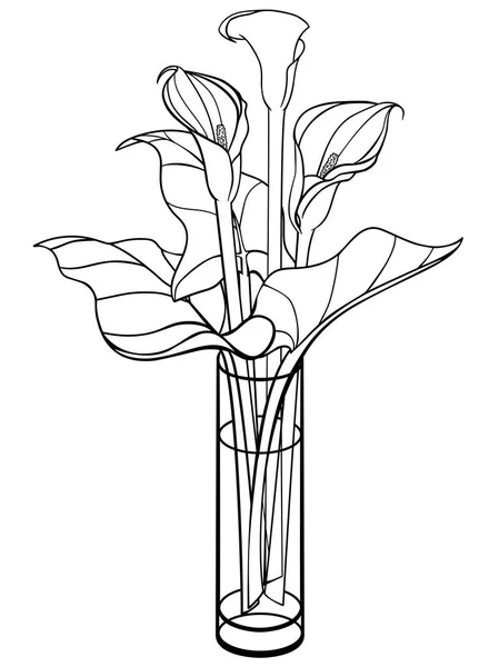 Callas bir vazo içinde. Calla lily yaprakları ile. Cam vazoda çiçekler. Buket. Çizgi çizme. Boyama için.