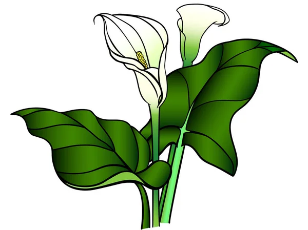Callas Flores Com Folhas Buquê Chamadas Brancas Lírios Padrão Linear — Vetor de Stock