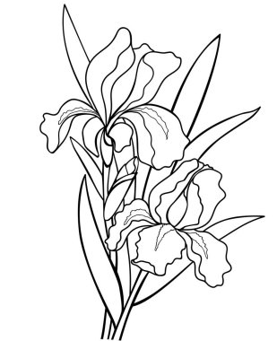 Süsen çiçek yaprakları ile. Botanik illüstrasyon. Çizgi çizme. Boyama için