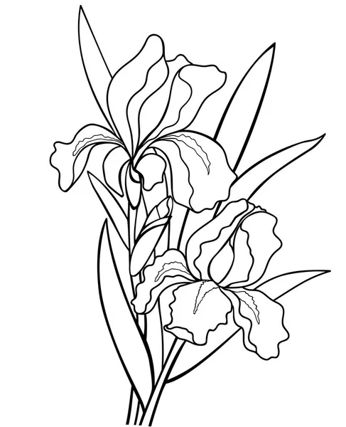 Iris Fleurs Avec Des Feuilles Illustration Botanique Dessin Pour Colorier — Image vectorielle
