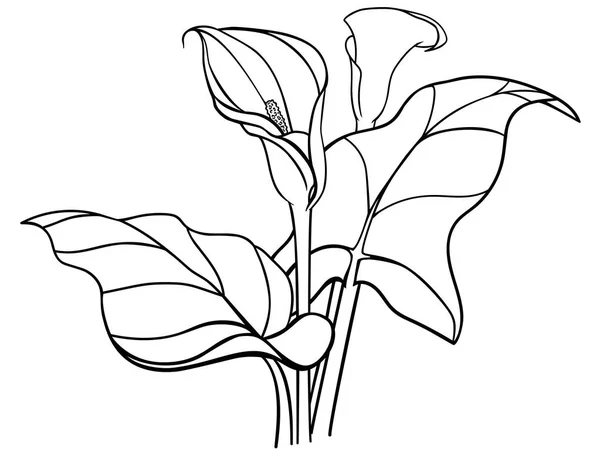 Callas Fleurs Avec Des Feuilles Bouquet Des Callas Blancs Des — Image vectorielle