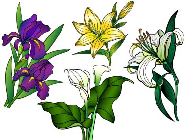 Çiçekler. Çiçek kümesi. Buketler. Doğrusal çiçek ve yaprakları bir gradyan ile. Callas, süsen, zambak. Bahçe çiçek.