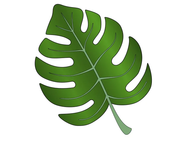 Nagy Lédús Élénk Zöld Levél Egy Szörnyről Egy Trópusi Növény — Stock Vector