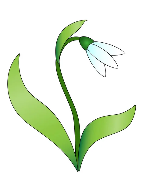 Snowdrop Snowdrop Flower Leaves Stalk White Forest Primrose First Spring — Stock Vector