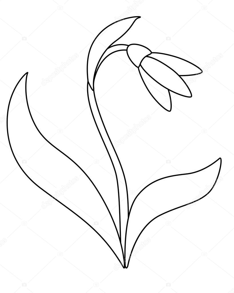 Snowdrop. Snowdrop flower with leaves and stalk. White forest primrose. First spring flower - vector linear picture for coloring. Outline. Hand drawing