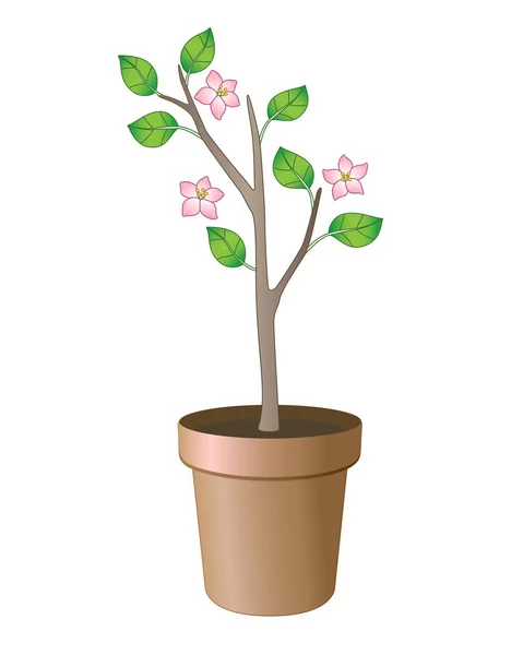 Posadź Doniczce Kwitnące Małe Drzewo Ceramicznym Doniczce Sadzonki Liści Kwiatów — Wektor stockowy