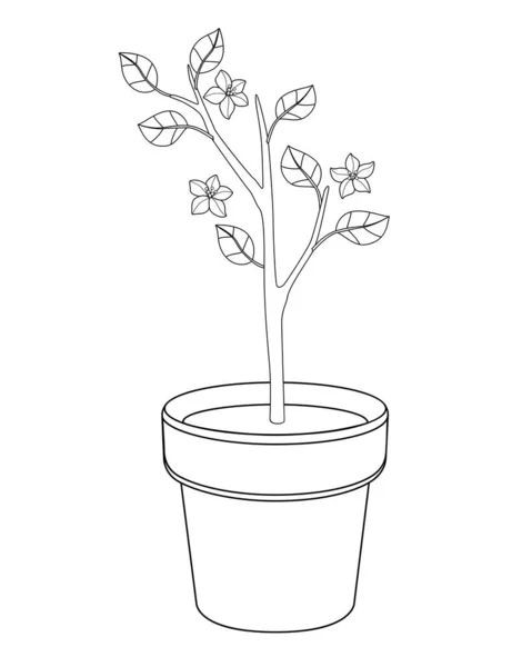 Small Flowering Tree Flower Pots Vector Linear Picture Coloring Seedling — 스톡 벡터