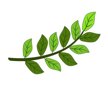 Parlak, yeşil, yapraklı kıvrımlı bir dal. Tam renk vektör. Taze, bahar, sulu yeşil yapraklar ağ ve baskı için dekor unsuru. Bitkiler ve Bahçecilik.