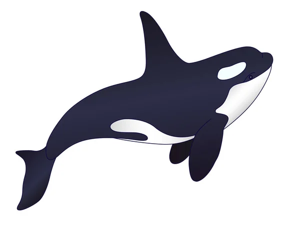 Killer Whale Vector Full Color Picture Marine Mammal Orca Sea — Stock Vector