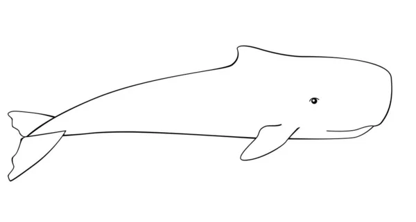 クジラ 海の巨大な動物である精子クジラは 着色のためのベクトル線形画像 精子クジラは水中世界に生息する海洋哺乳類です 手描き — ストックベクタ