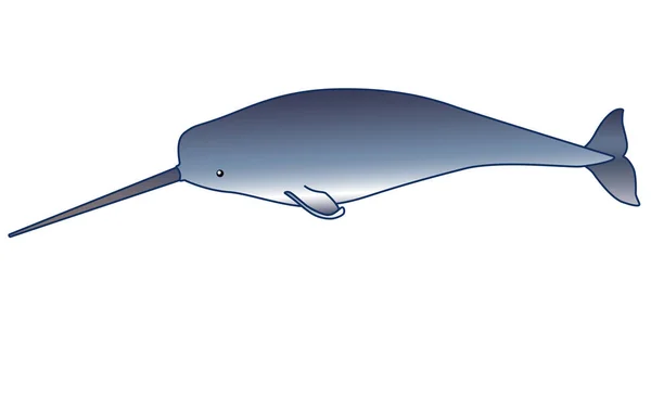 ナルホール 海洋哺乳動物 株式イラスト 長い牙を持つ雄は水中動物である クジラは海の住人だ — ストックベクタ