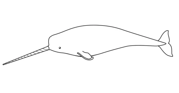 Narwhal Mamifer Marin Imagine Liniară Vectorială Pentru Colorare Narwhal Sex — Vector de stoc