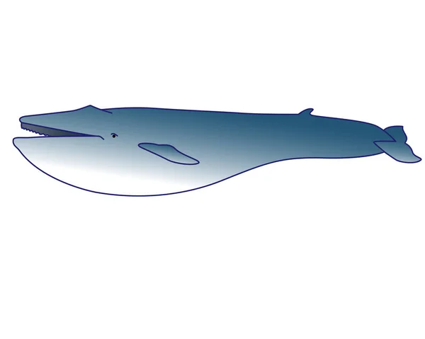 ブルークジラ 海洋哺乳動物 漫画のスタイルでベクトル ブルークジラ 最大の哺乳動物 海洋イラスト とても大きなクジラ — ストックベクタ